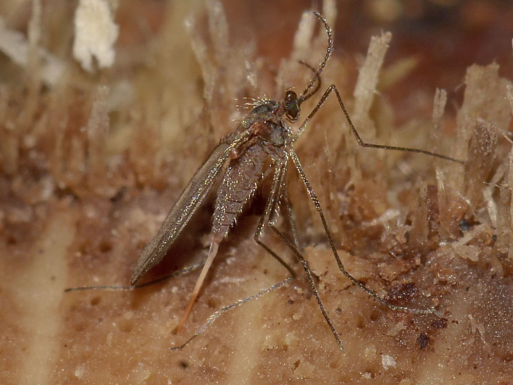 Cecidomyiidae?